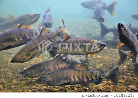 Chitose River Salmon (Chitose City, Hokkaido) Chitose River Salmon (Chitose City, Hokkaido) 101832235