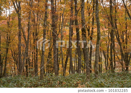 在秋天風景的樹 在秋天風景的樹 101832285