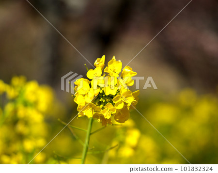 Rape blossoms that feel the arrival of spring 101832324