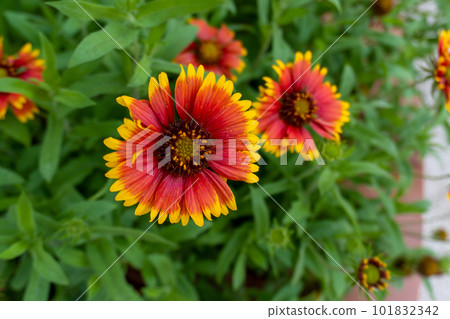 Scenery of Naha City, Okinawa Prefecture Flowers 101832342