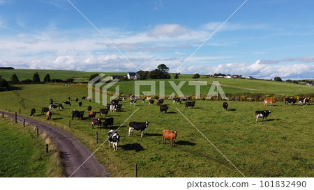 cows on a pasture on a summer day in Ireland. Grazing on a livestock farm. Agricultural landscape. Ecological animal husbandry. Herd of cow on green grass field 101832490
