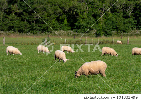 A flock of sheep. Livestock farm, Ireland. Grazing animals on the farm. Herd of sheep on green grass field A flock of sheep. Livestock farm, Ireland. Grazing animals on the farm. Herd of sheep on green grass field 101832499