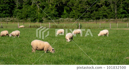 A flock of sheep. Livestock farm. Grazing animals on the farm. Herd of sheep on green grass field 101832500
