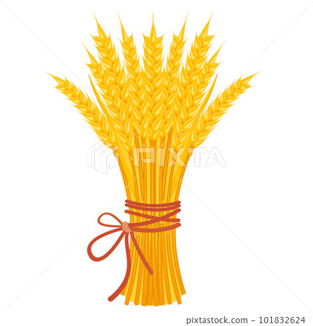 Sheaf of wheat with ribbon. Bouquet of yellow ears on white. Harvest of grain crops. Bundle of dry straw. Vector illustration of flour and pasta packaging decoration Sheaf of wheat with ribbon. Bouquet of yellow ears on white. Harvest of grain crops. Bundle of dry straw. Vector illustration of flour and pasta packaging decoration 101832624
