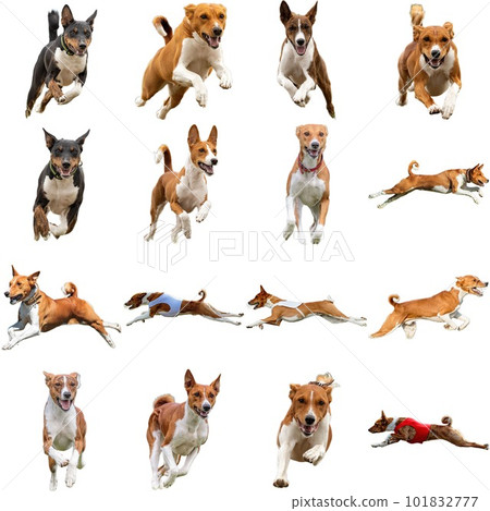 Basenji dog collage running catching hunting straight on camera isolated on white background at full speed on competition Basenji dog collage running catching hunting straight on camera isolated on white background at full speed on competition 101832777