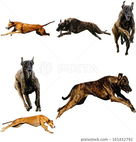 Greyhound dog collage running catching hunting straight on camera isolated on white background at full speed on competition Greyhound dog collage running catching hunting straight on camera isolated on white background at full speed on competition 101832792