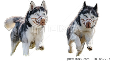Husky dog collage running catching hunting straight on camera isolated on white background at full speed on competition 101832793