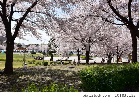 前橋市 前橋公園 綠色散步區和盛開的櫻花 前橋市 前橋公園 綠色散步區和盛開的櫻花 101833132