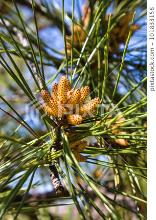 A yellow umbrella pine flower blooming at the tip of a pine tree 101833158