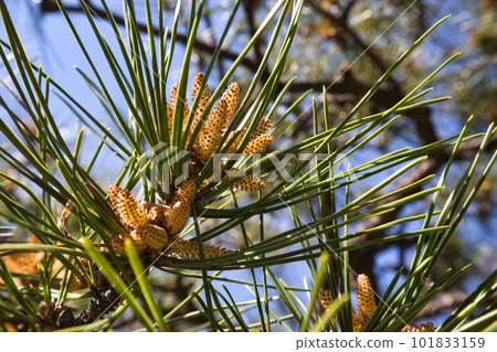 A yellow umbrella pine flower blooming at the tip of a pine tree A yellow umbrella pine flower blooming at the tip of a pine tree 101833159
