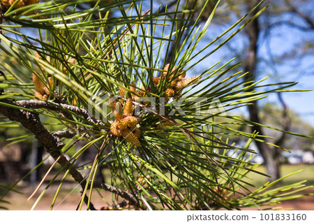 A yellow umbrella pine flower blooming at the tip of a pine tree 101833160