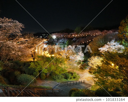 Cherry blossoms at night Cherry blossoms at night 101833164