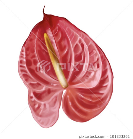 Realistic red anthurium. Watercolor illustration of a flower Realistic red anthurium. Watercolor illustration of a flower 101833261