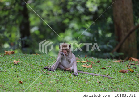The baby Monkey is sitdown on grass garden in front of forest The baby Monkey is sitdown on grass garden in front of forest 101833331