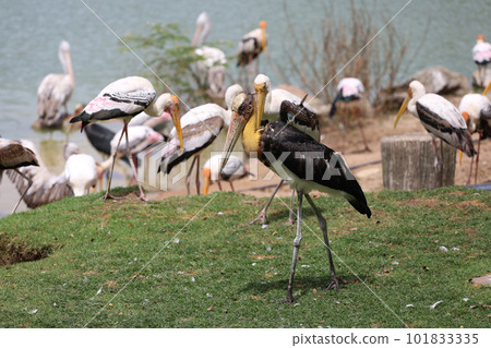 The Painted Stork bird (Mycteria leucocephala) in garden 101833335