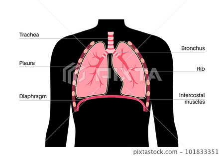 Respiratory system anatomy Respiratory system anatomy 101833351