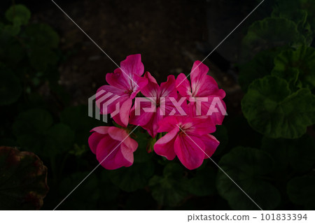 常春藤天竺葵在黑暗中綻放 101833394