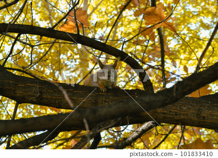 Squirrel sits on a branch of an autumn tree and looks directly into the camera 101833410