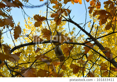 Squirrel sits on a tree branch among autumn foliage 101833411