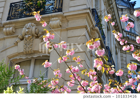 Paris, France. Cherry blossoms in Monceau Park. Taken April 9, 2023. 101833416