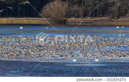 Large flock of waterfowls and swans in spring 101834255