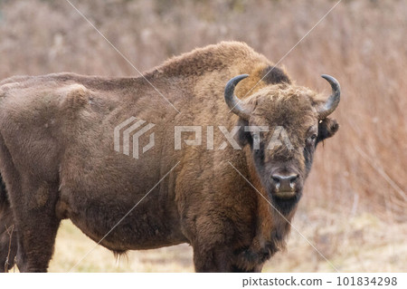 European Bison(Bison bonasus) male in springtime European Bison(Bison bonasus) male in springtime 101834298