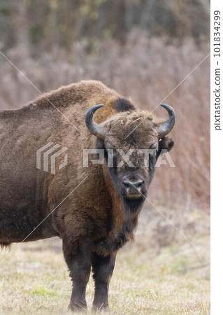 European Bison(Bison bonasus) male in springtime European Bison(Bison bonasus) male in springtime 101834299