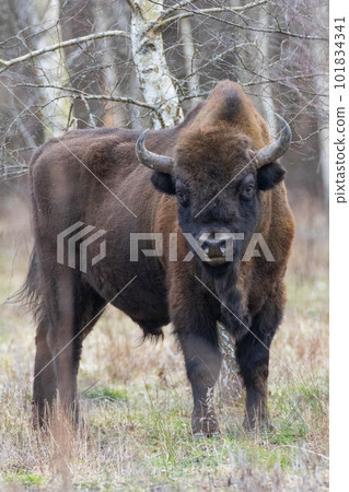 European Bison(Bison bonasus) male  in springtime 101834341