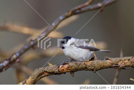 Willow tit (Poecile montanus) closeup Willow tit (Poecile montanus) closeup 101834344