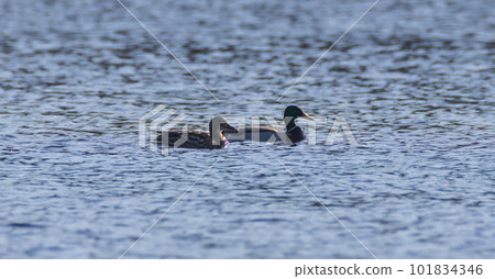Mallard  (Anas platyrhynchos) couple against calmy shiny water 101834346