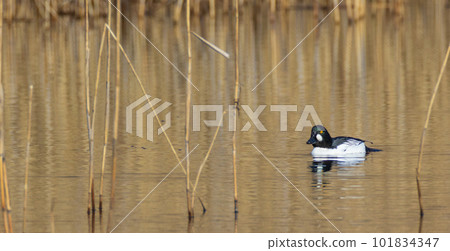Single Common Goldeneye(Bucephala clangula) male 101834347