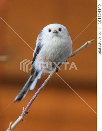 Long-tailed tit(Aegithalos caudatus) looking at camera 101834349