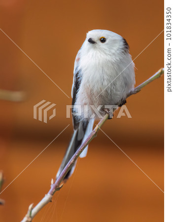 Long-tailed tit(Aegithalos caudatus) looking at camera 101834350