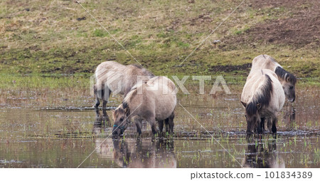Tarpan like Polish Horses herd walking in springtime Tarpan like Polish Horses herd walking in springtime 101834389