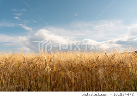 Ripe ears of wheat are golden in color. Ripe ears of golden barley. Raw materials for the production of whiskey. Ripe ears of wheat are golden in color. Ripe ears of golden barley. Raw materials for the production of whiskey. 101834478