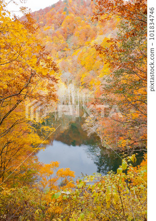 秋天顏色Shirakami山 101834746