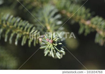 Blue Spanish Fir Blue Spanish Fir 101834768