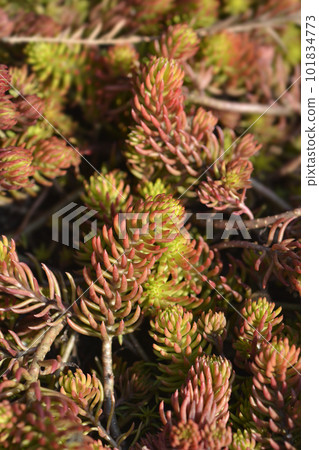 Rock stonecrop Angelina 101834773