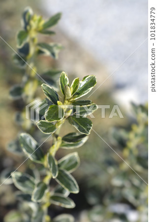 Japanes spindle Susan 101834779