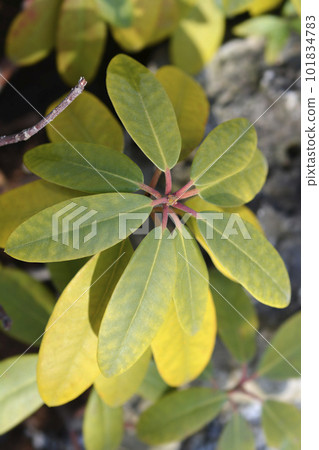 Catawba rhododendron Grandiflorum Catawba rhododendron Grandiflorum 101834783