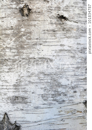 Common birch Common birch 101834787