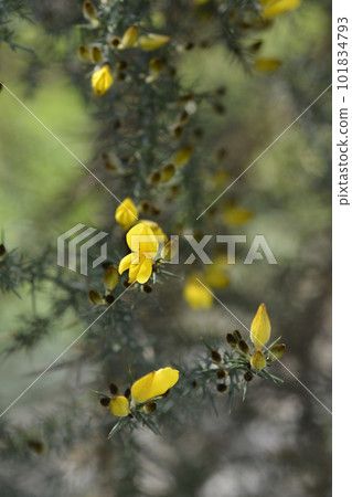 Common gorse 101834793