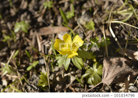 Winter aconite 101834796