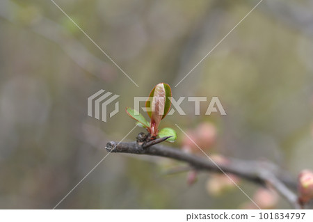 Japanese Flowering Quince Toyo Nishiki 101834797