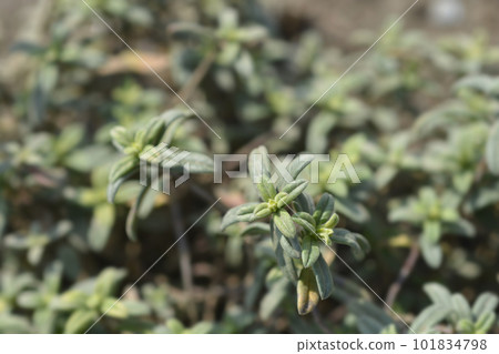 Rock rose Fire Dragon 101834798