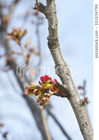 Japanese flowering cherry Kanzan 101834799