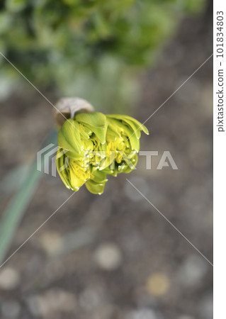 Daffodil Rip van Winkle Daffodil Rip van Winkle 101834803