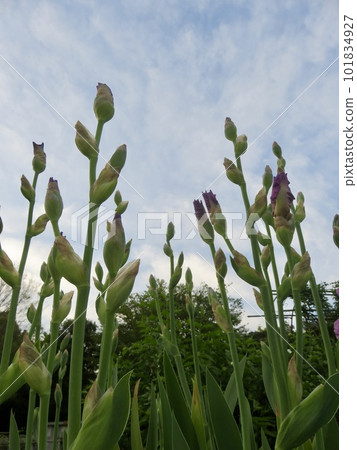 German iris stretched toward the sky 101834927