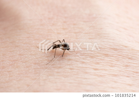 Dengue  fever theme 101835214