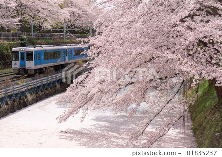 Cherry blossoms in full bloom and a diesel car 101835237